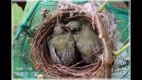 綠繡眼來家裡築巢